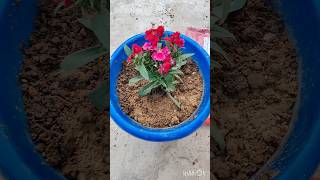 Dianthus repotting purelyplanted dianthus terracegraden [upl. by Billy]