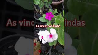 As vincas são lindas [upl. by Rebmac]