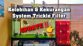 Kelebihan amp Kekurangan Sistem Trickle Filter Aquarium [upl. by Richardson]