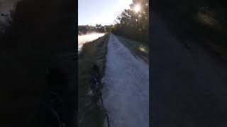 Husky Fog Run bikejoring mushing dogs mtb pets funny sleddogs speed nature outdoors [upl. by Tam999]