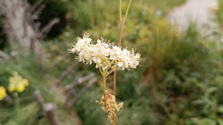 OLMARIA COMUNE  FILIPENDULA OLMARIA  Filipendula ulmaria Rosaceae [upl. by Brody87]