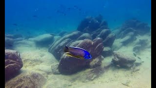 Copadichromis Borleyi kadango cichlid in the wild [upl. by Eleazar378]