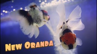 Buying Goldfish Oranda [upl. by Zuleika928]