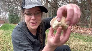 How to identify edible purplespored puffball mushrooms Calvatia cyanthiformis [upl. by Eedahs112]