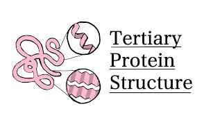 Tertiary Structure of Proteins  MCAT Biochemistry [upl. by Yeta]