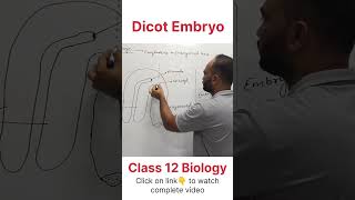 Dicot Embryo  Class 12 Biology dhimansbiology biologyclass12 embryo [upl. by Ul394]