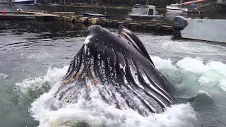 Humpback Whale Docks at Alaska Marina WOW [upl. by Aihseket513]