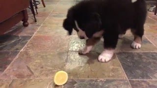 Dog Hates Lemons [upl. by Pammie]