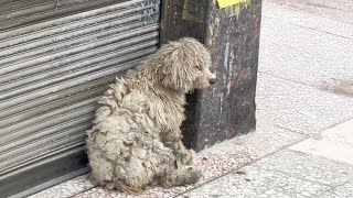 Sitting trembling in front of the house the dog desperately waited for her owner to return [upl. by Martynne]