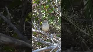 Rufouscrowned Sparrow Vocalizing in San Diego County CA Lake Poway birds wildlife nature [upl. by Cole]