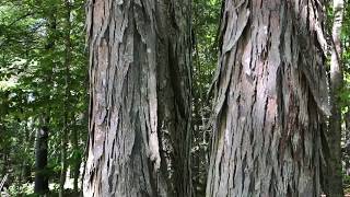 Shagbark Hickory Carya Ovata [upl. by Johnath]