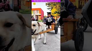 Smart genius pet dog 🐶😍 part3  Smart Appliances Kitchen Utensils Home Inventions MTS Gyan [upl. by Ruckman178]