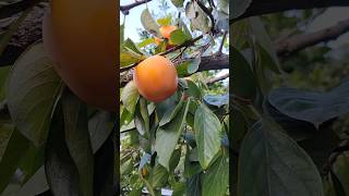 Delicious Hachiya Persimmon From The Tree fruit persimmon organic gardening [upl. by Hagerman]