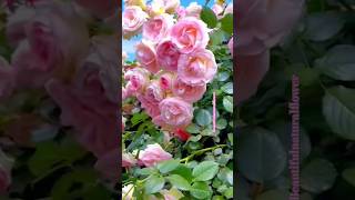 Natural flower gardensflowers roseflowergarden beautifulflowers nature rosegarden rosegardens [upl. by Reinke]