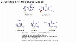 Structure of Nitrogenous Bases [upl. by Esinart]