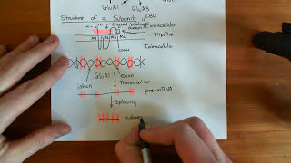 AMPA Receptors Part 2 [upl. by Mattah]