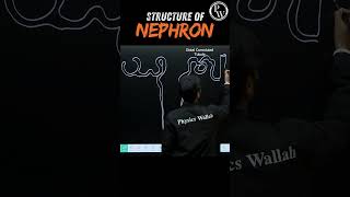 Structure of Nephron Diagram🧠 pwenglish science biology [upl. by Shir933]