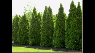 Growing the Emerald Green Arborvitae [upl. by Firman279]