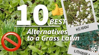 10 Ground Cover Plants to Replace Your Lawn [upl. by Sonahpets]