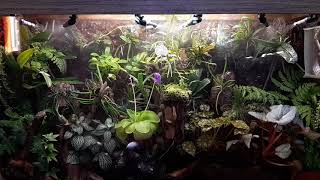 Orchidarium watering system 201931 [upl. by Athalla]