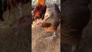 Rooster roosters mclean hatch birds youtubeshorts shortsfeed feedshorts zoo youtube [upl. by Yrelav]