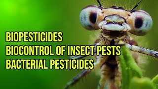 Biopesticides  Biocontrol of insect pests  Bacterial pesticides [upl. by Eekram349]