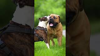 Pitbull Attacks The Massive Boerboel shorts boerboels pitbulls [upl. by Chadwick]