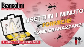 🔴Insetti in 1 minuto come sbarazzarsi delle formiche per sempre🔴 [upl. by Nolyarb]