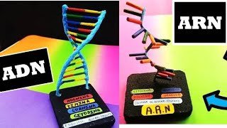 💚 Como Hacer La Maqueta del ADN y ARN con sus Partes  💜 Maqueta del ADN y ARN [upl. by Rot241]