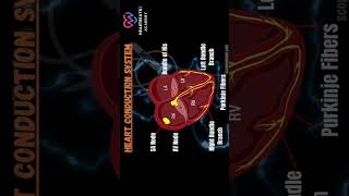 Heart Conduction system AVnode pacemaker [upl. by Acinoev]