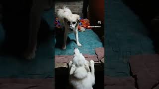 Male Dog VS Female Dog 🐕 Ladai Chal Raha Hai 😂 My Home myliferamprasad gwsibuff petlovers [upl. by Drofhsa]