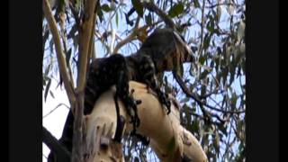 Lace Monitor Goanna attacked by a kingfisher [upl. by Forrest698]