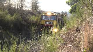 TasRail train 131 TR17TR162008 Bengeo 04082024 [upl. by Colombi]