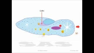 Draw a Paramecium caudatum DrShihab Ahmed Salman رسم البراميسيوم والتأشير على أجزائه [upl. by Atsirk]