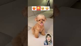 Emoji Ello challange  dog pets emojichallenge [upl. by Ydda696]