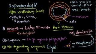 Haemophilus influenzae pathogenesis [upl. by Eanej218]