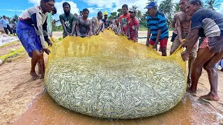 Unbelievable 1000KG Fish Catch in Seine Net  Incredible Fishing [upl. by Eylatan]