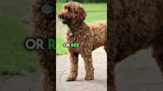 Rottie Poodle Mix Adorable Or Annoying shortfeed factspick [upl. by Rossi]