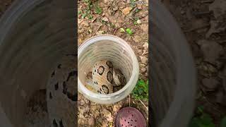 Close Encounter Rescuing 2 Deadly Russells Viper Snake😱🐍😱SnakeLover [upl. by Osswald]