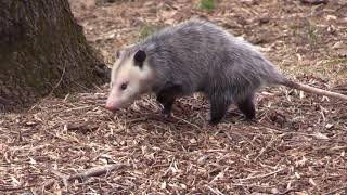 Virginia opossum Didelphis virginiana [upl. by Dinsmore]