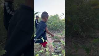 Eggplant fruit🍅🍅 harvesting fruit nature harvest harvestingjourney farming fruitharvest [upl. by Casta]