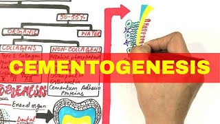 Cementogenesis  Cementum Composition Types amp Formation [upl. by Pacificia427]