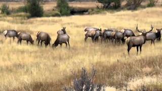 Cow elk quottalkingquot in RMNP [upl. by Mcconaghy]