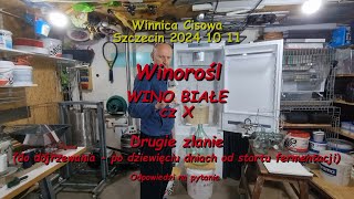 WINOROŚL  WINO BIAŁE cz X II zlanie  Winnica Cisowa 2024 10 13 [upl. by Molini689]