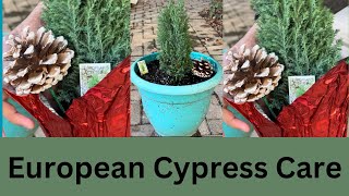 European Cypress Care  European Cypress Tree  Care of Cypress Plant [upl. by Marilee]