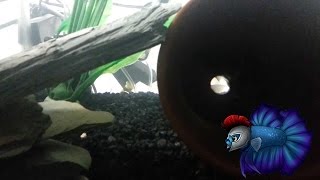 How To Breed Firemouth Cichlids Firemouth Genders [upl. by Kristoffer]