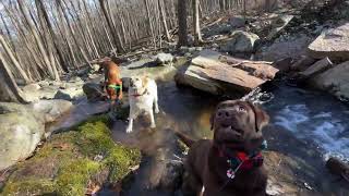 FRIDAY 1222 HIKE WITH GOOFY DAFFY CHARLOTTE AND SCARLETT [upl. by Forcier]