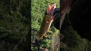 Attaque Pêche au Vif  fishing fish fishingvideo [upl. by Zamir]