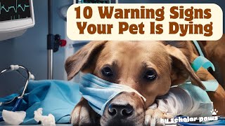 10 Warning Signs Your Dog Is Dying 💔pets petknowledge dog owner cat dying signs [upl. by Ailerua]