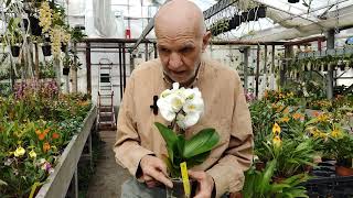 Tutto sulle Phalaenopsis video n° 2 del 2024 LA TEMPERATURA [upl. by Leinad]